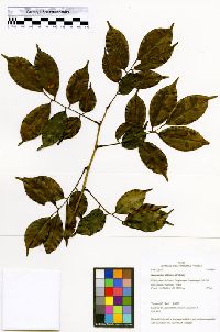 Machaerium latifolium image