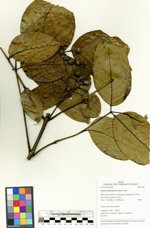 Turpinia occidentalis image