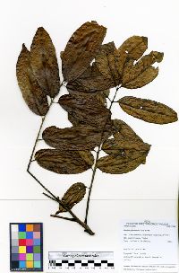 Image of Huertea glandulosa