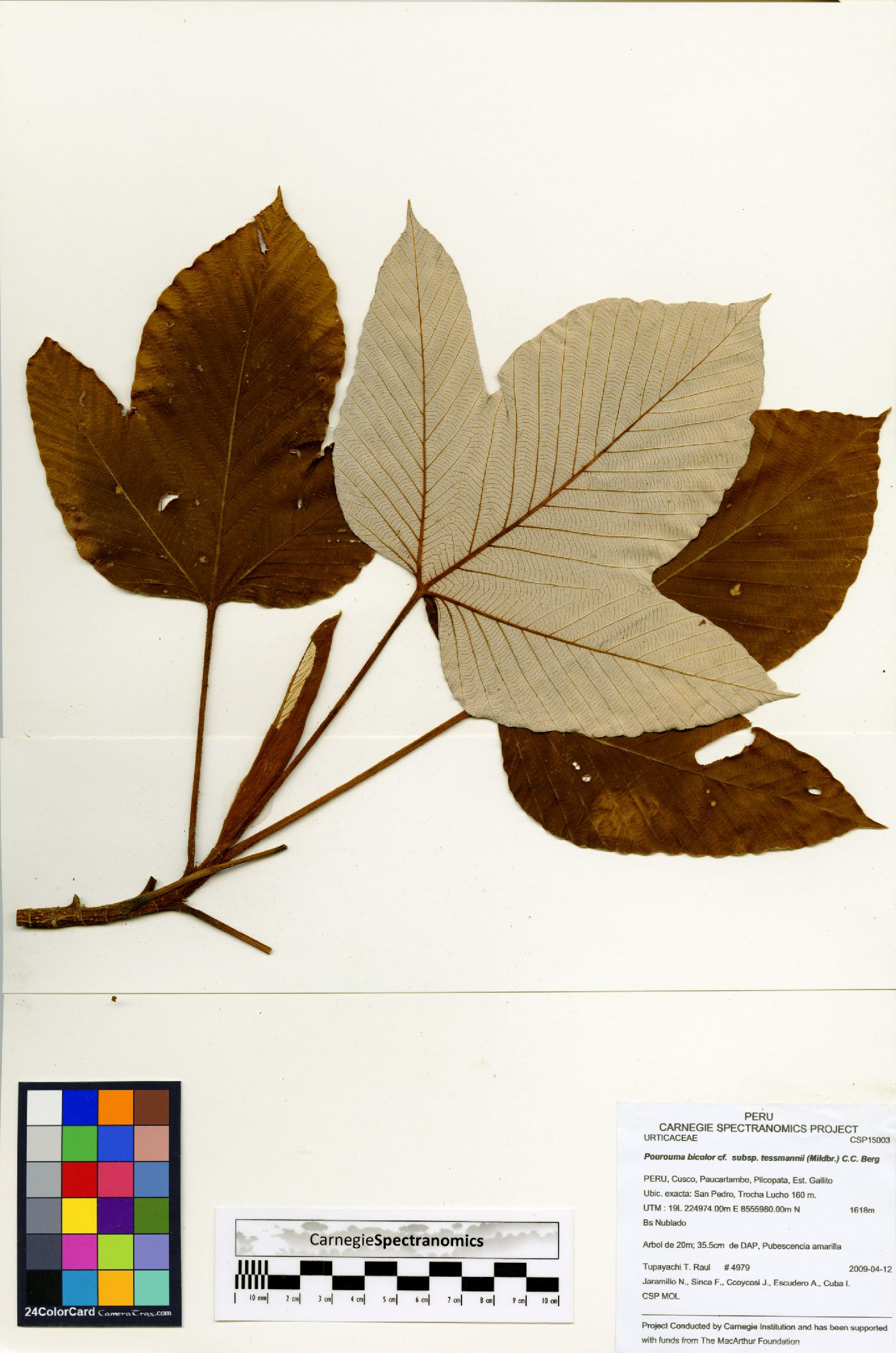 Pourouma bicolor subsp. tessmannii image