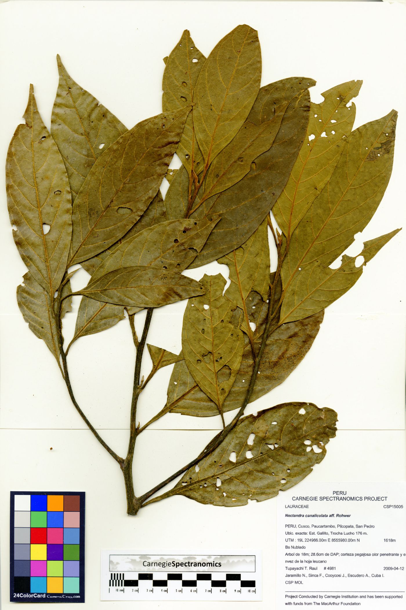 Nectandra canaliculata image