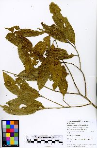 Eschweilera antioquensis image