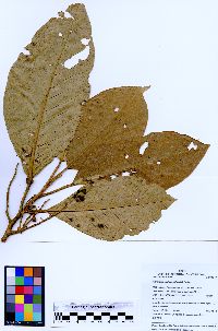 Hieronyma asperifolia image