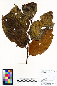 Prunus pleiantha image