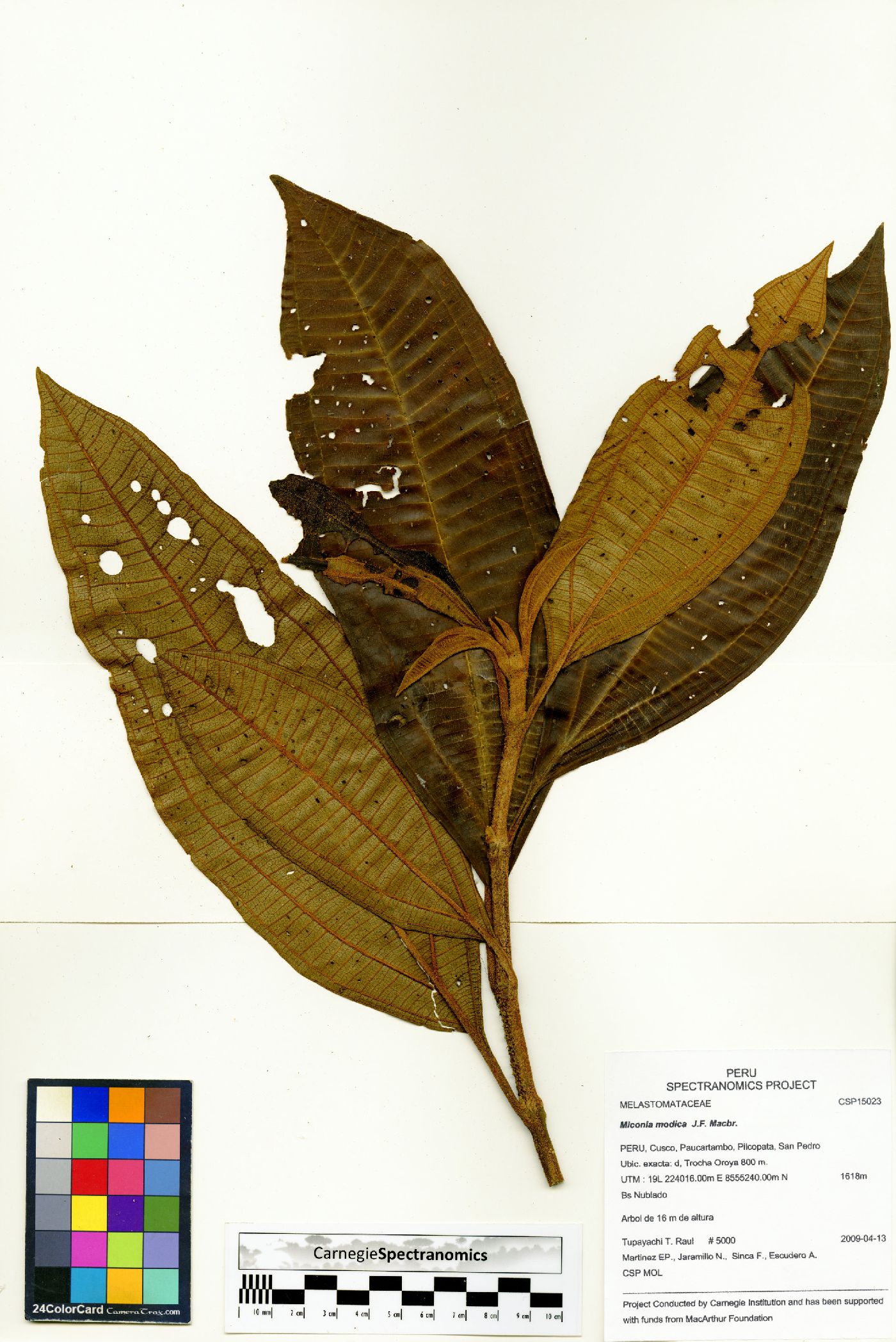 Miconia modica image
