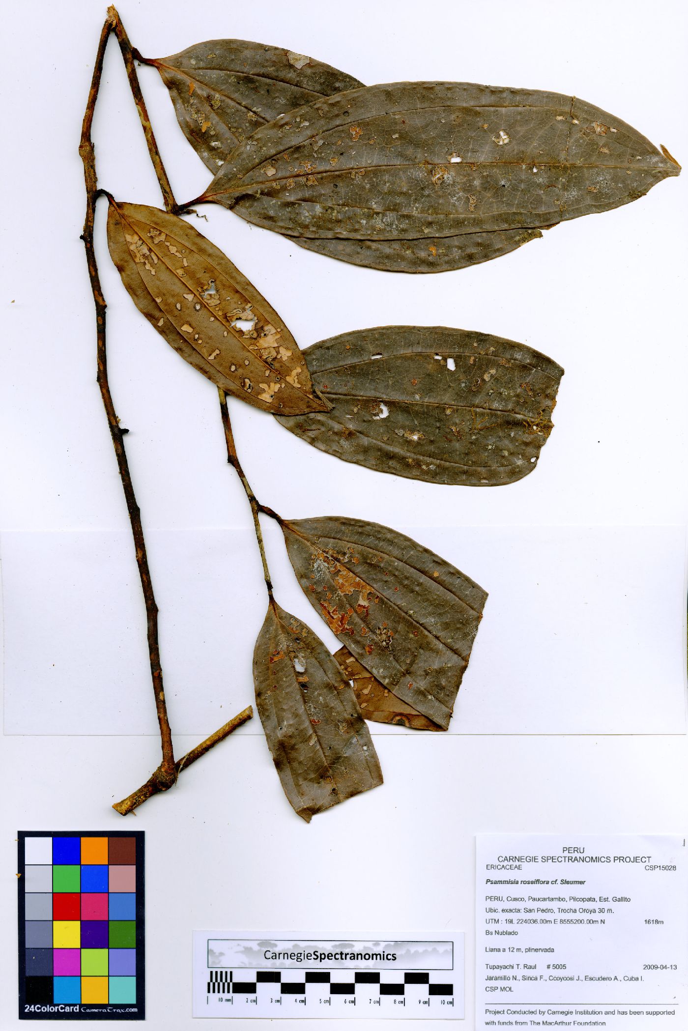 Psammisia roseiflora image