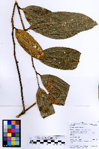 Image of Psammisia roseiflora