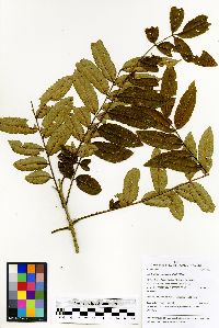 Zanthoxylum setulosum image