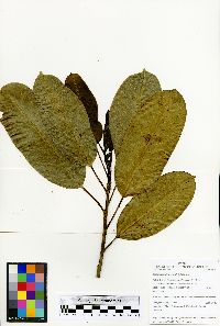 Sapium glandulosum image