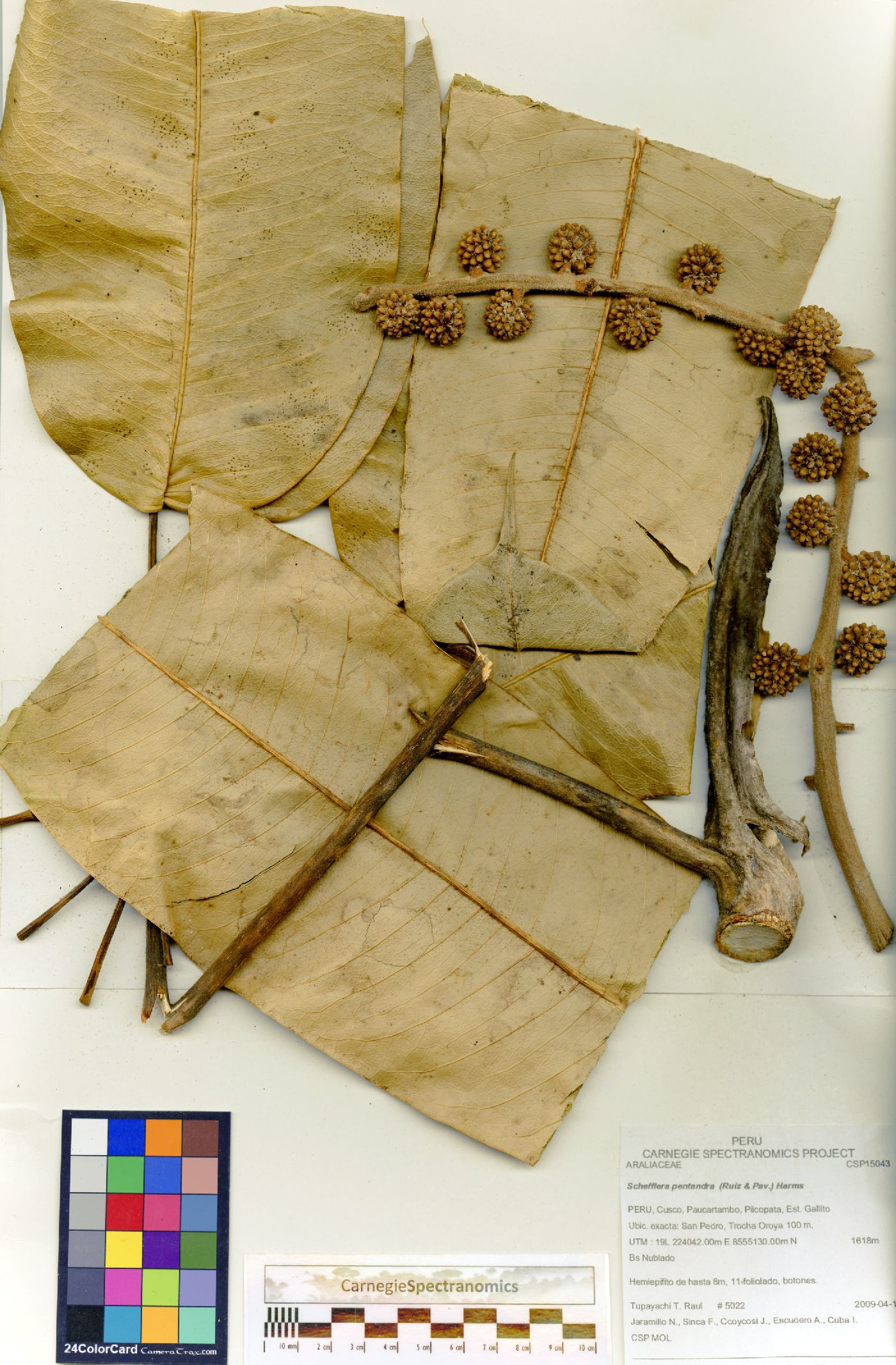 Schefflera pentandra image