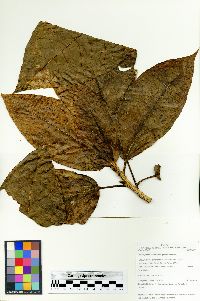 Dendropanax tessmannii image