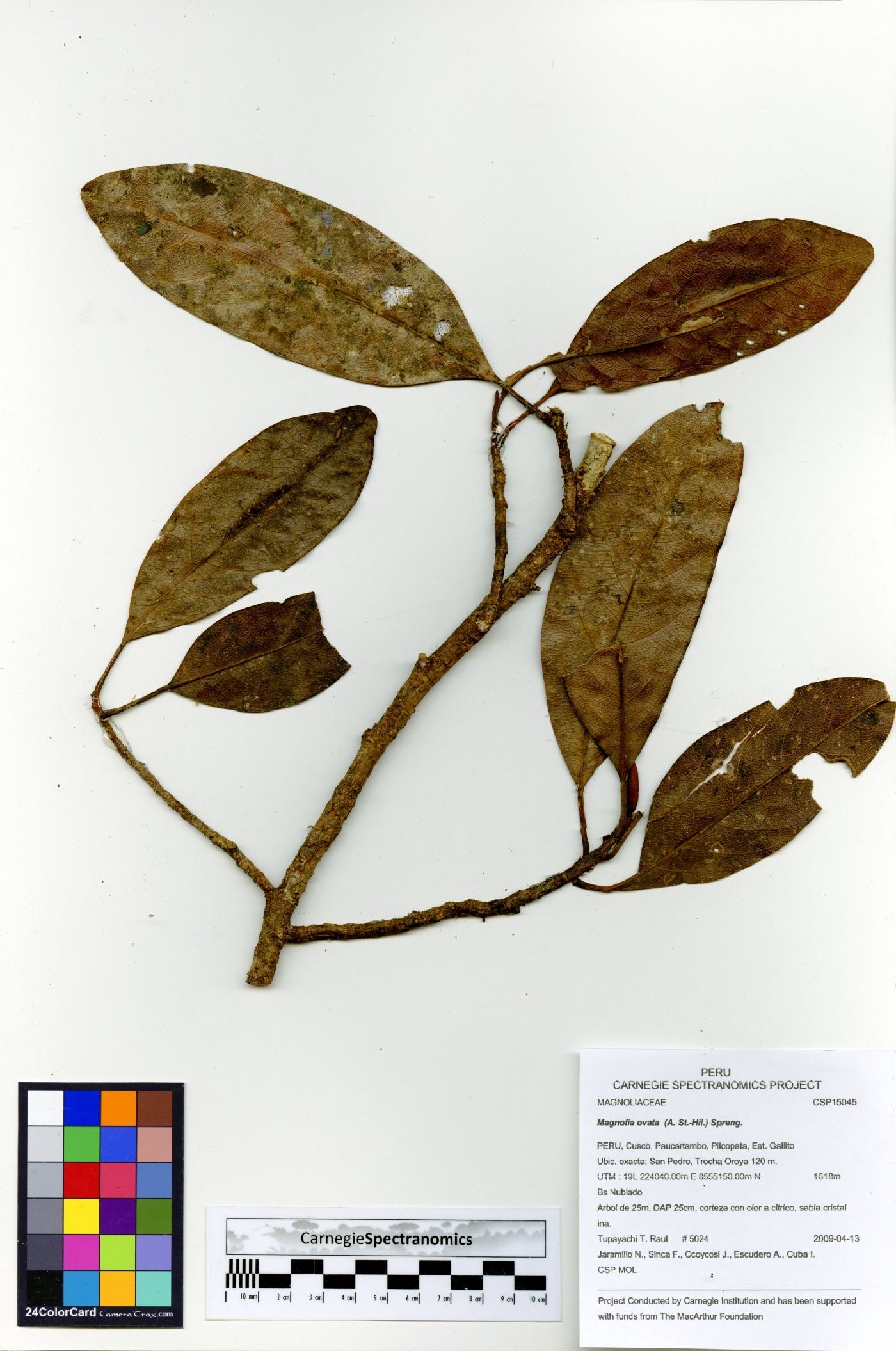 Magnolia ovata image