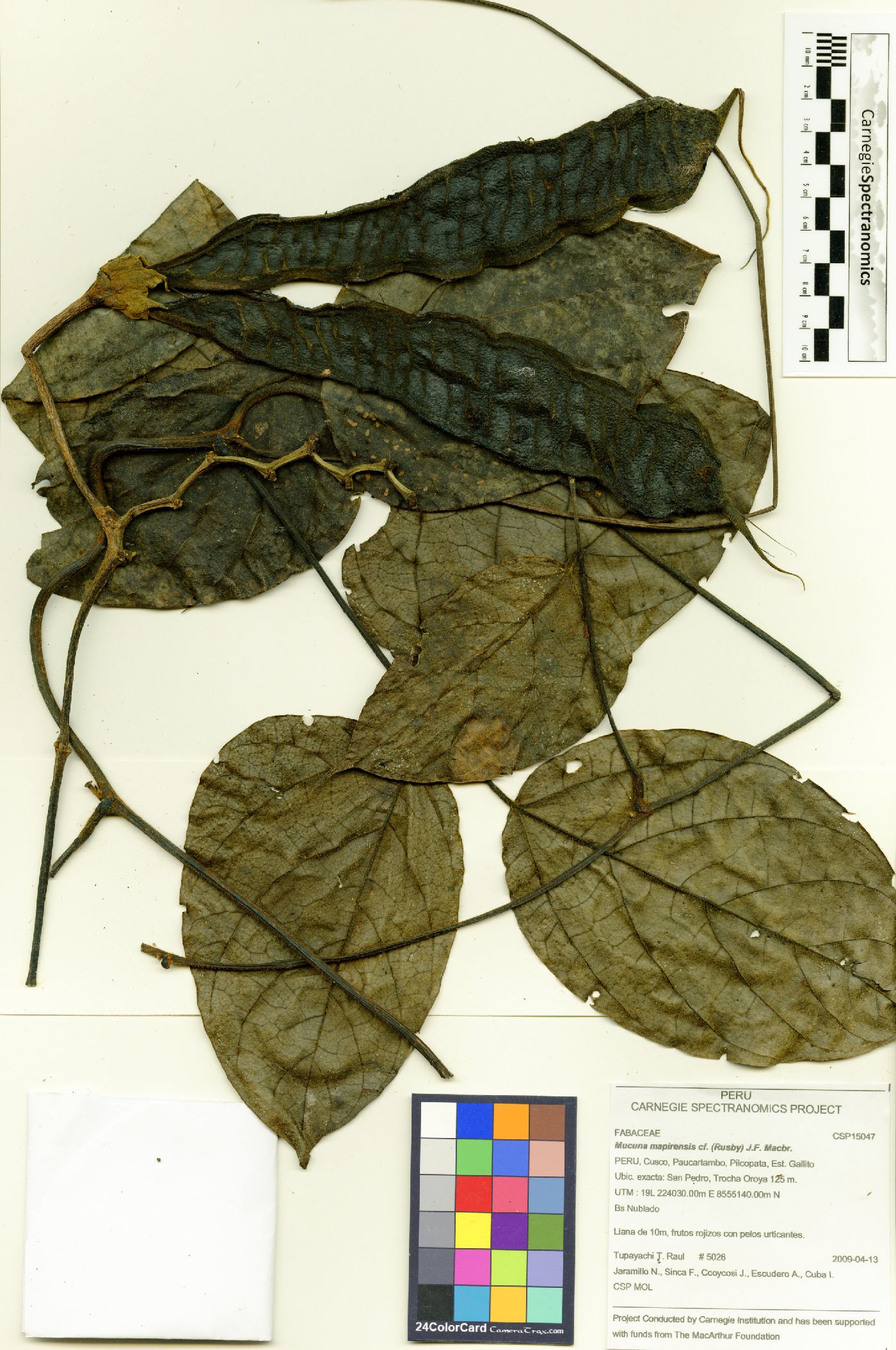 Mucuna mapirensis image