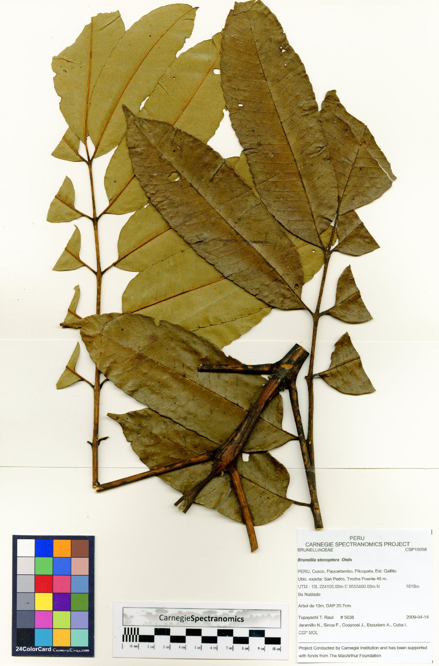 Brunellia stenoptera image