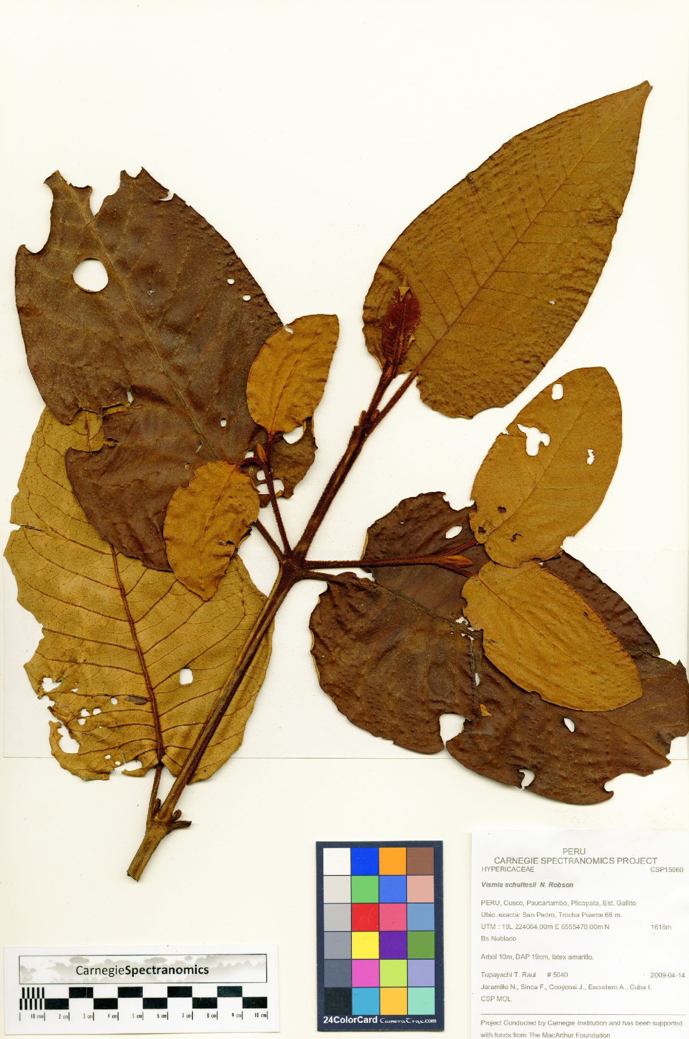 Vismia ferruginea image
