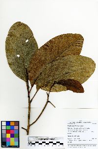 Magnolia ovata image