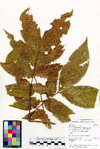 Inga killipiana image
