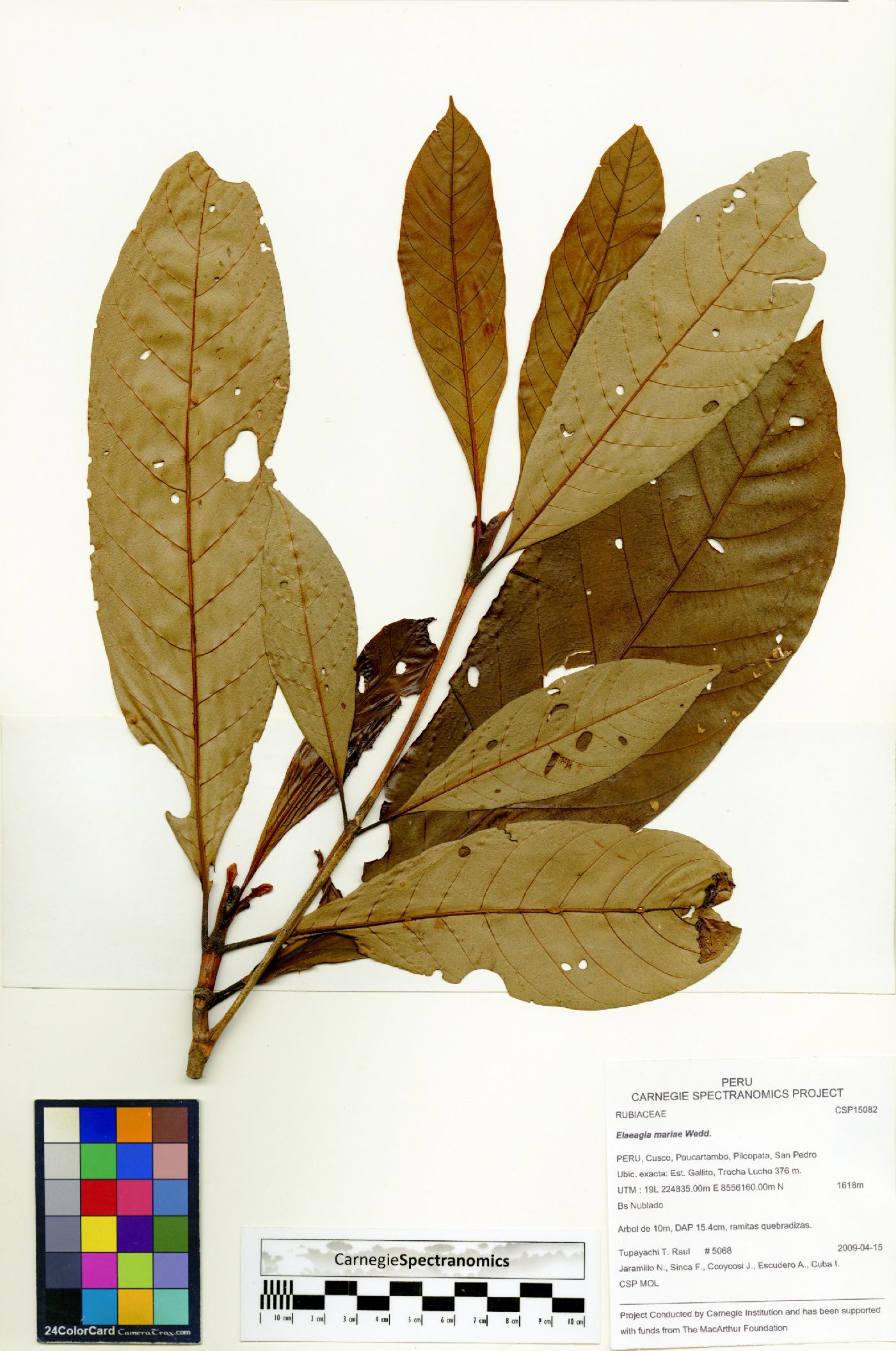 Elaeagia mariae image
