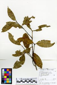 Cheiloclinium cognatum image