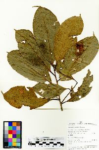 Image of Chrysophyllum albipilum