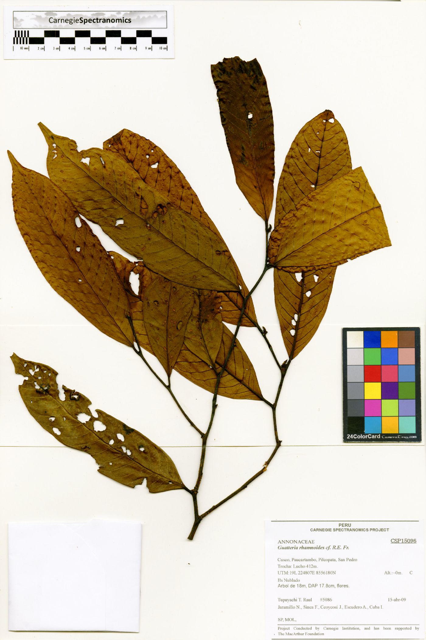 Guatteria glauca image
