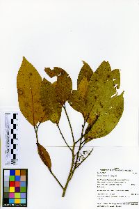 Ocotea cernua image