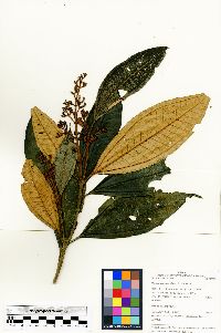 Miconia punctata image