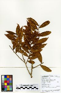 Marcgravia rectiflora image