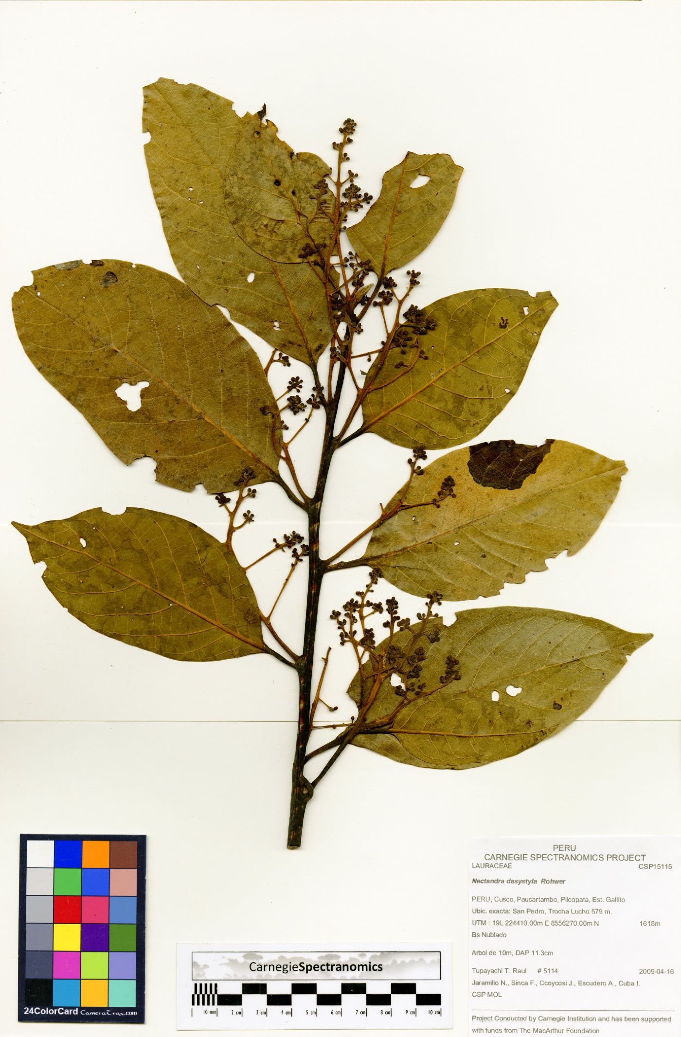 Nectandra dasystyla image