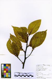 Nectandra dasystyla image