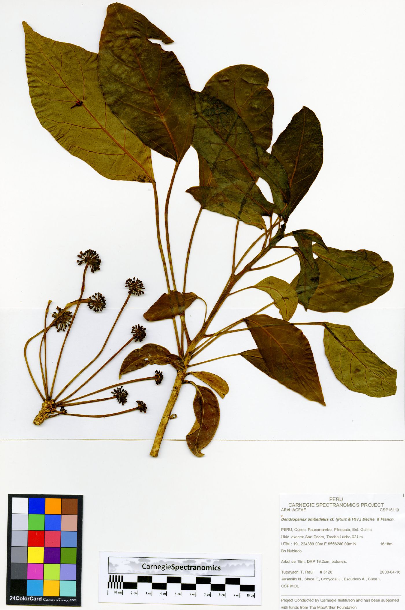 Dendropanax williamsii image