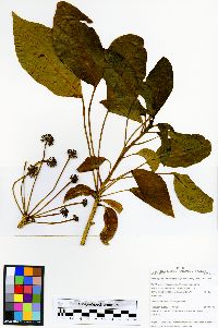 Image of Dendropanax williamsii