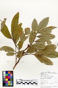 Trichilia inaequilatera image