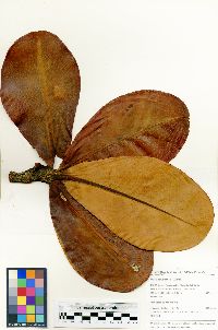Image of Clusia congestiflora