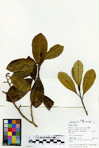 Protium nodulosum image