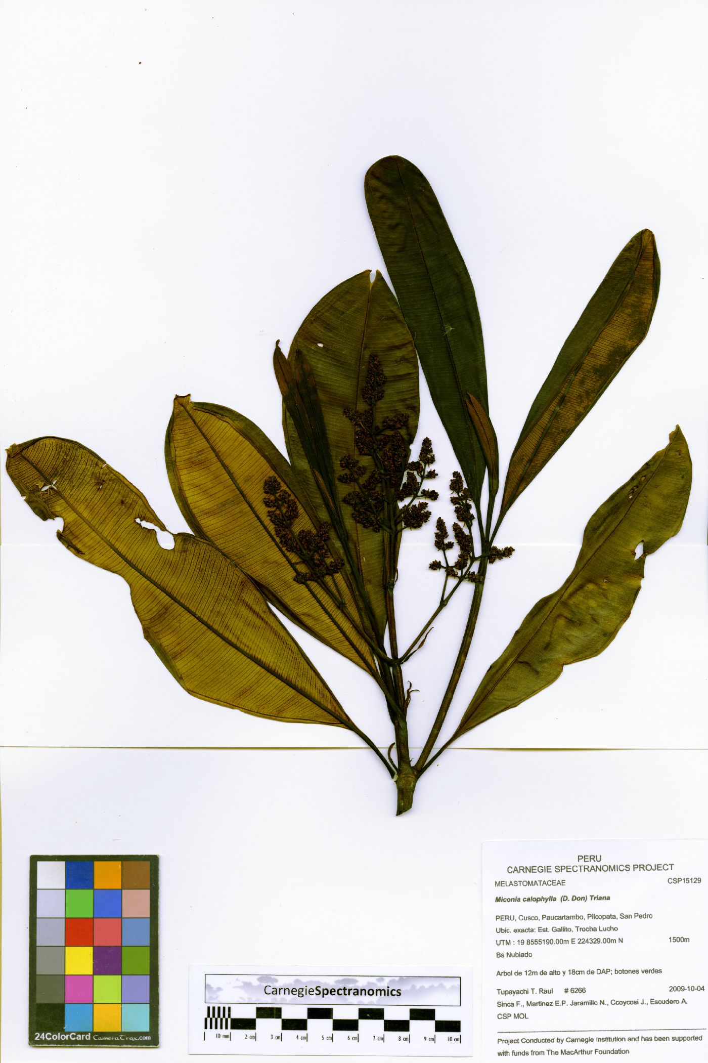 Miconia calophylla image