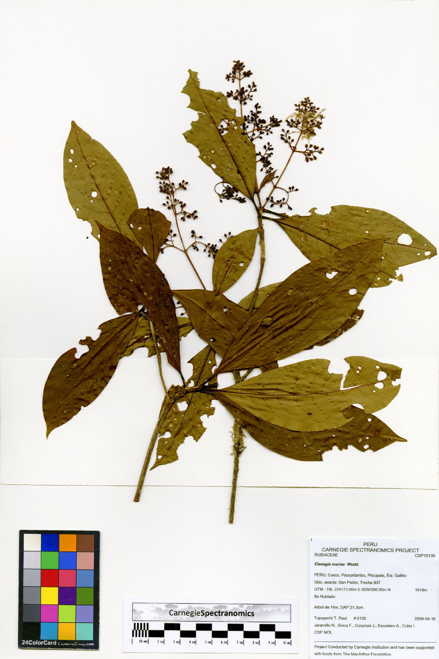 Elaeagia mariae image