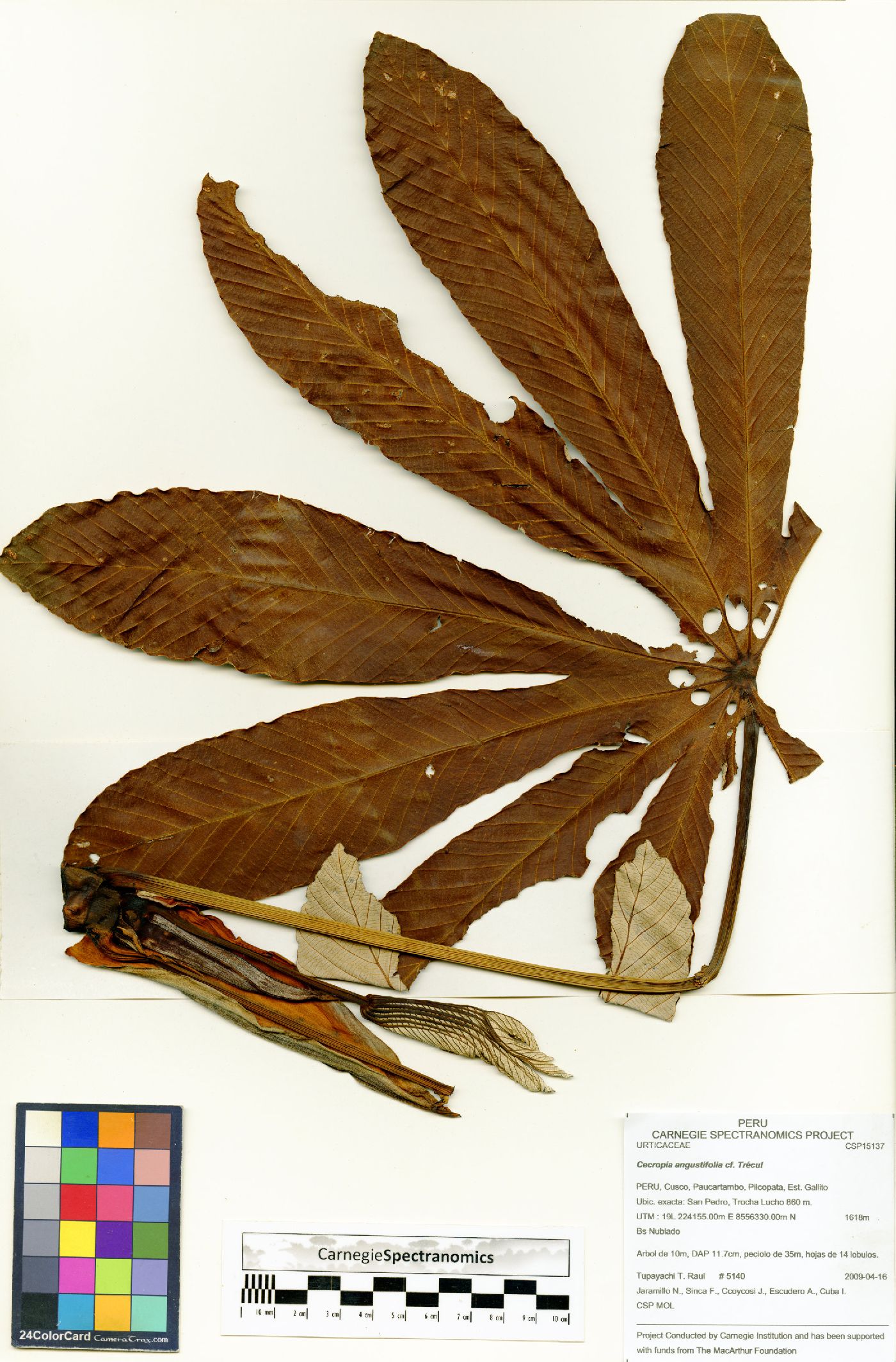 Cecropia angustifolia image