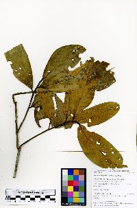 Image of Nectandra longifolia