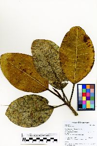 Ficus tonduzii image