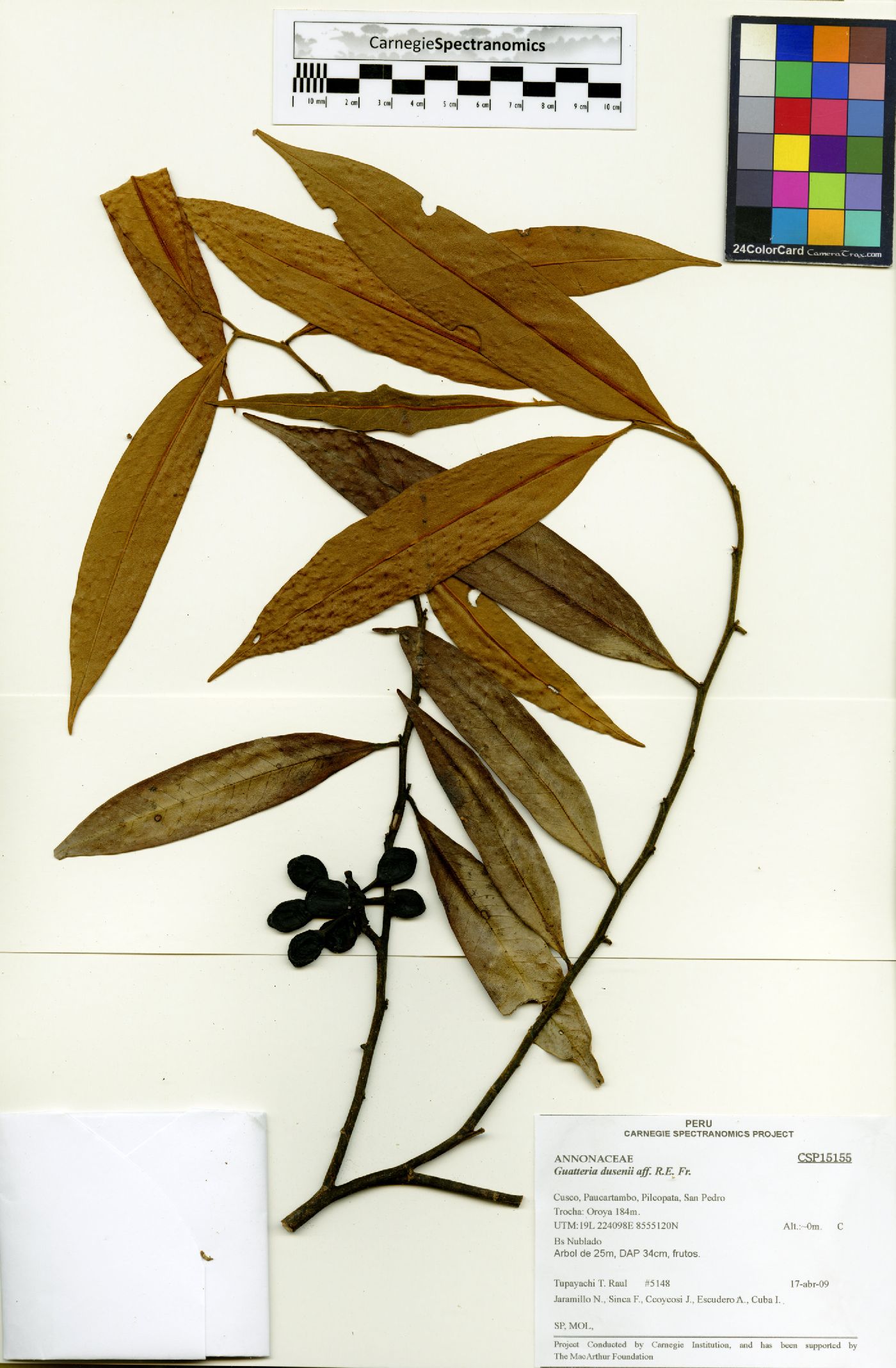 Guatteria duodecima image
