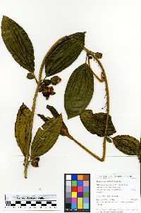 Blakea repens image