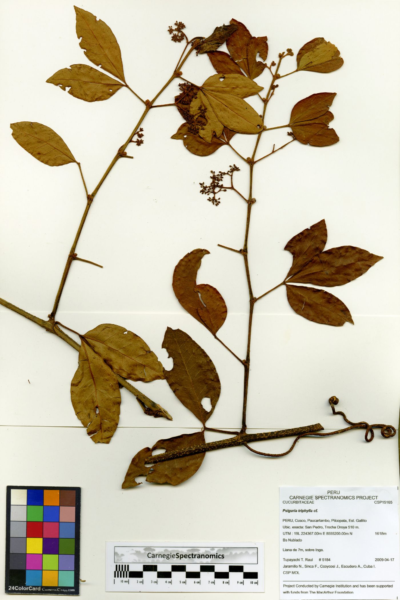 Psiguria triphylla image