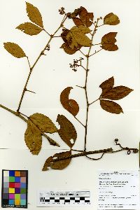 Psiguria triphylla image