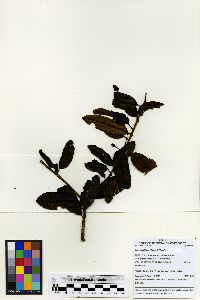 Ilex sessiliflora image