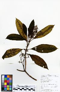 Miconia barbeyana image