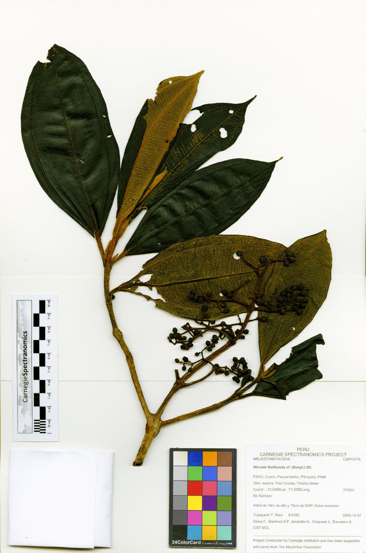 Miconia floribunda image
