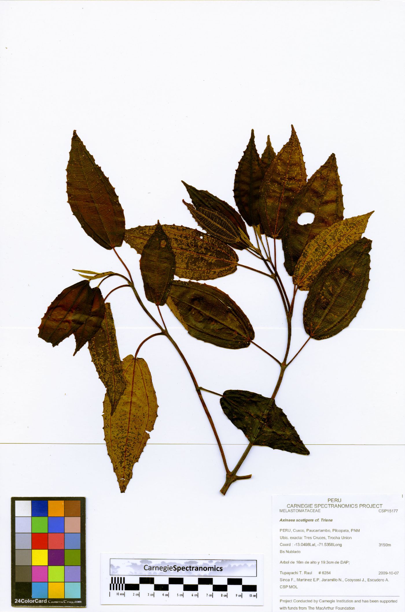 Axinaea image
