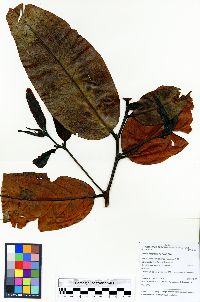 Prunus integrifolia image