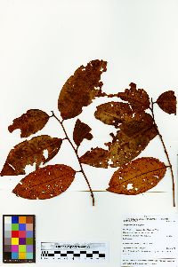 Image of Prunus huantensis